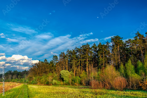 Mixed deciduous-coniferous forest landscape under evening sky with clouds in sunlight, Irpin, Ukraine. Green meadow with trail to forest with sun beam