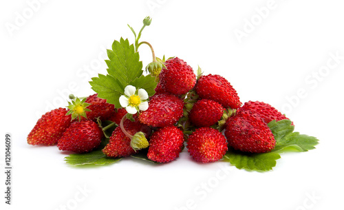Wild strawberry berries  leaf and flowers  on a white background