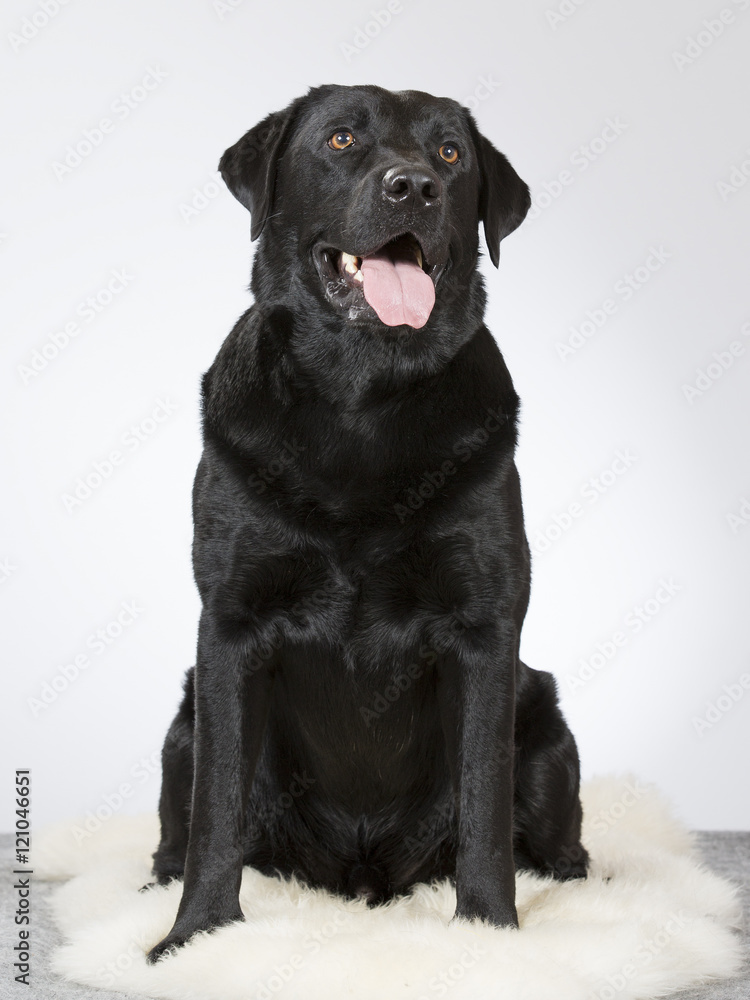 Labrador portrait. Image taken in a studio. Labrador portrait. Image taken in a studio.