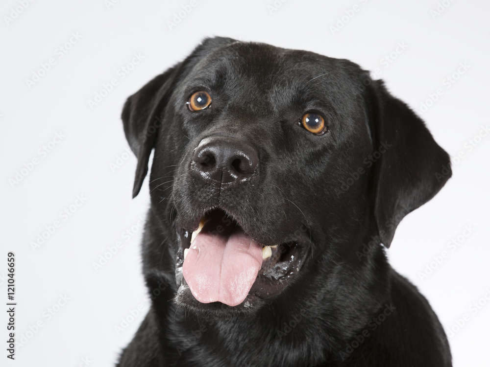 Labrador portrait. Image taken in a studio.