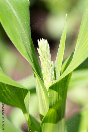 Corn flower