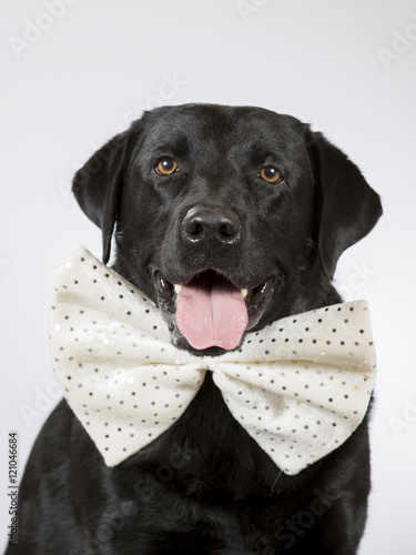 Labrador portrait. The dog is wearing a big bow. Image taken in a studio. © Jne Valokuvaus