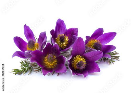 Pasqueflower, (Pulsatilla vulgaris) on white background