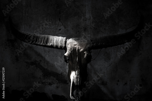 Buffalo skull with mystic symbol on dark Black and White background