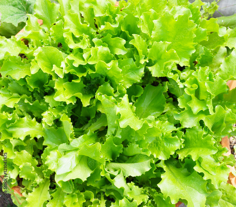 Fresh Lettuce Leaves Fresh Lettuce Leaves
