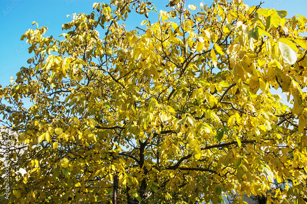 Big yellow tree, autumn scene StockFoto Adobe Stock