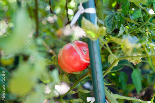 Cracking on the growing tomato