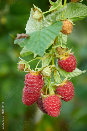 September branch of raspberry