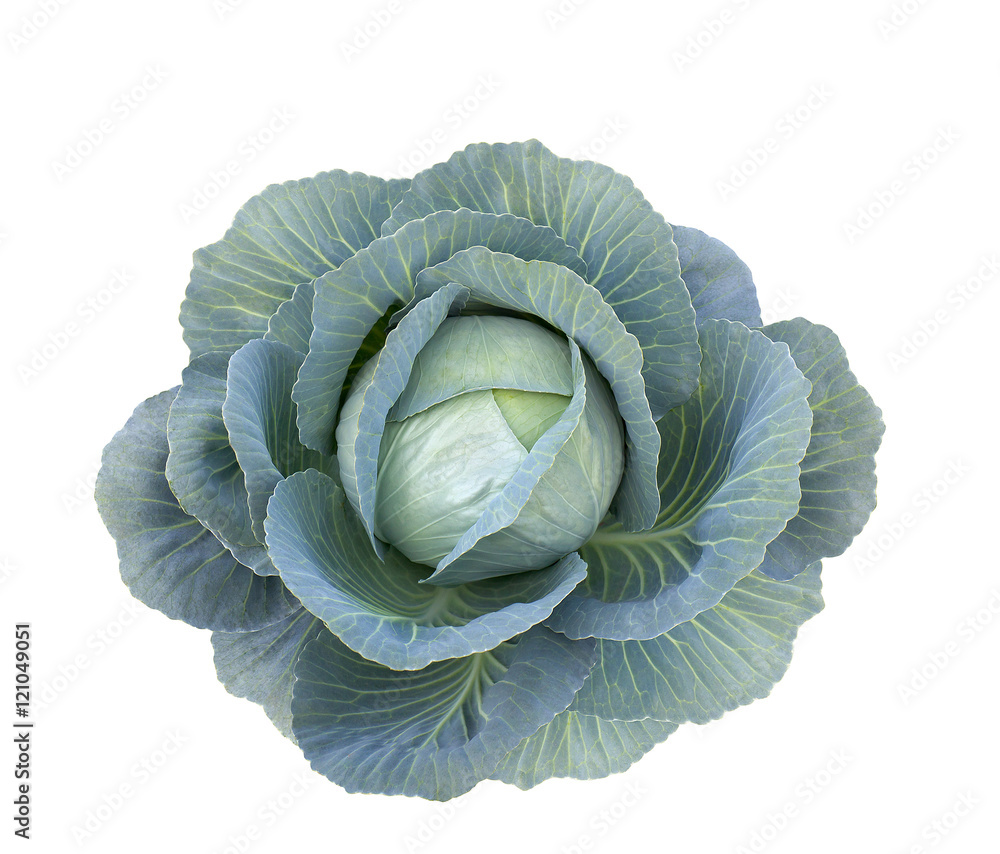 Fototapeta premium Cabbage on white background