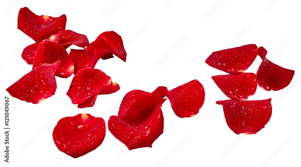 Naklejka premium Różani płatki z kroplami odizolowywać na białym tle woda