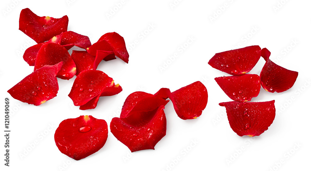 Naklejka premium Red rose petals isolated on white background