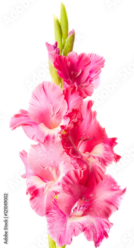 Beautiful gladiolus flowers isolated on white background