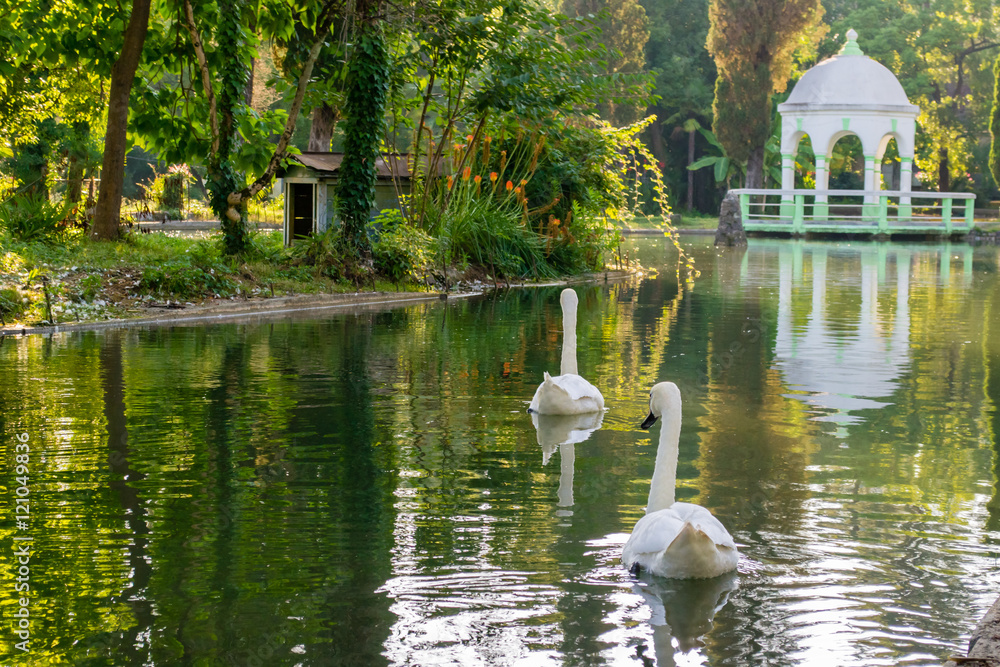 Fototapeta premium swan bird lake white