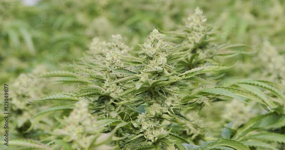 Shalllow Depth of Field DOF Cannabis Plants Budding Shalllow Depth of Field DOF Cannabis Plants Budding