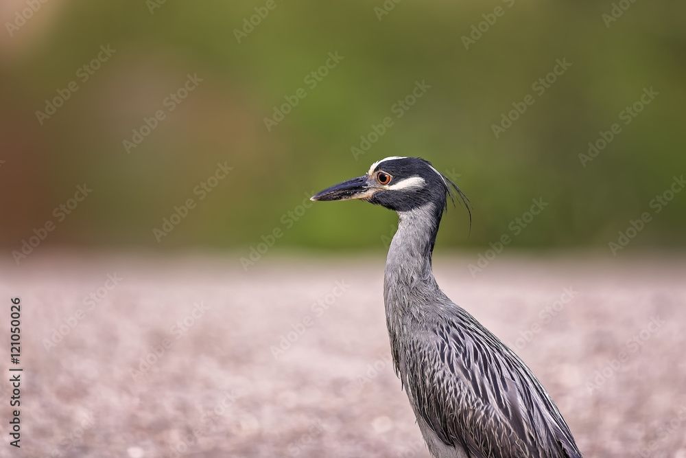 Obraz premium Green Heron