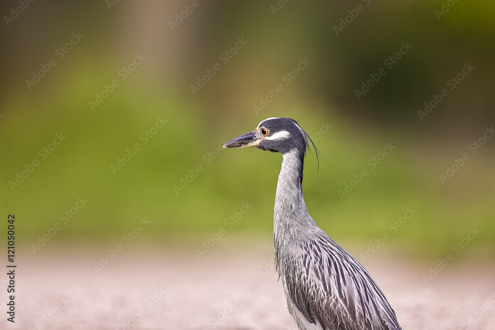 Naklejka premium Green Heron