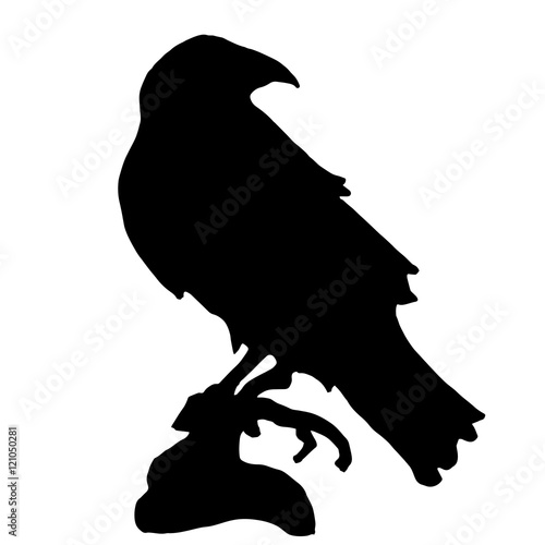 trendy  vector raven or crow silhouette