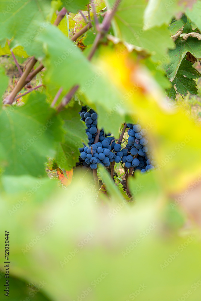 ripe grapes in an old vineyard, Serbia ripe grapes in an old vineyard, Serbia