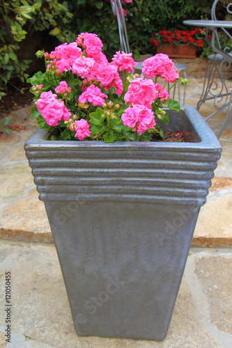 Fototapeta Naklejka Na Ścianę i Meble -  Pot de géranium