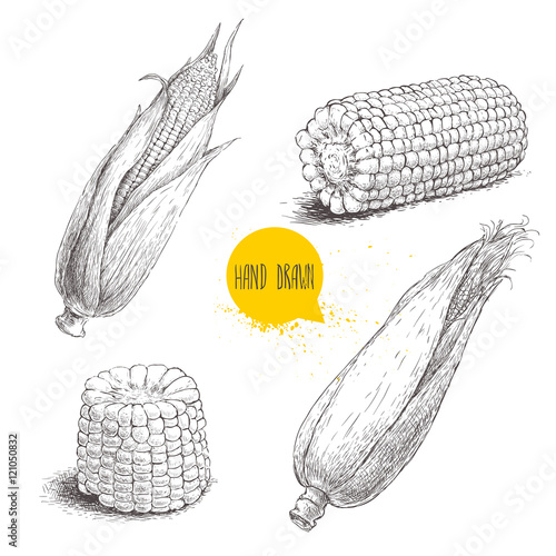 Hand drawn sketch style set of corn vegetable. Corncob with leafs. Organic cereal vector illustration. Sweetcorn food.