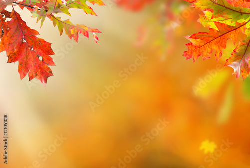 Beautiful autumn background