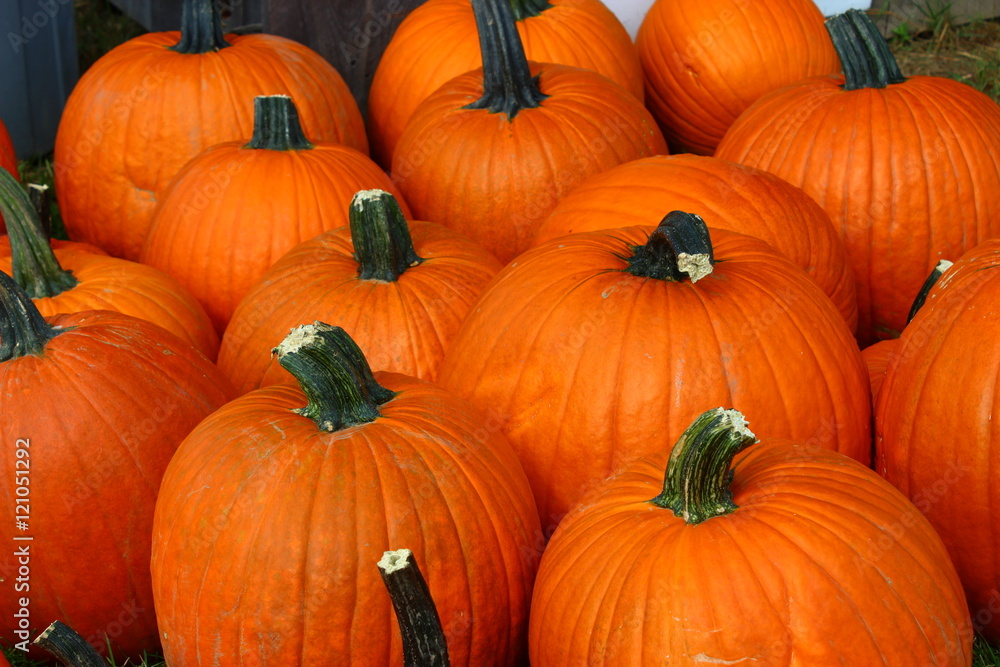 Lot of pumpkins Lot of pumpkins