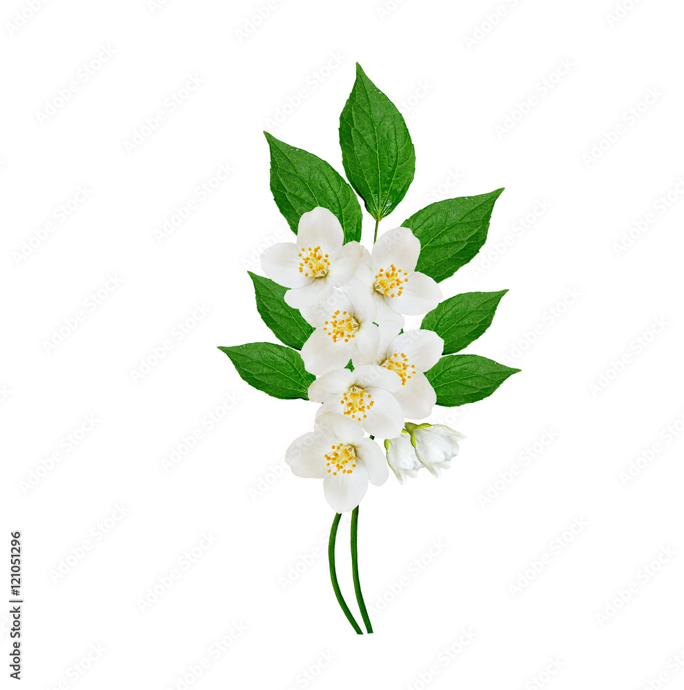 Fototapeta premium White jasmine flower.