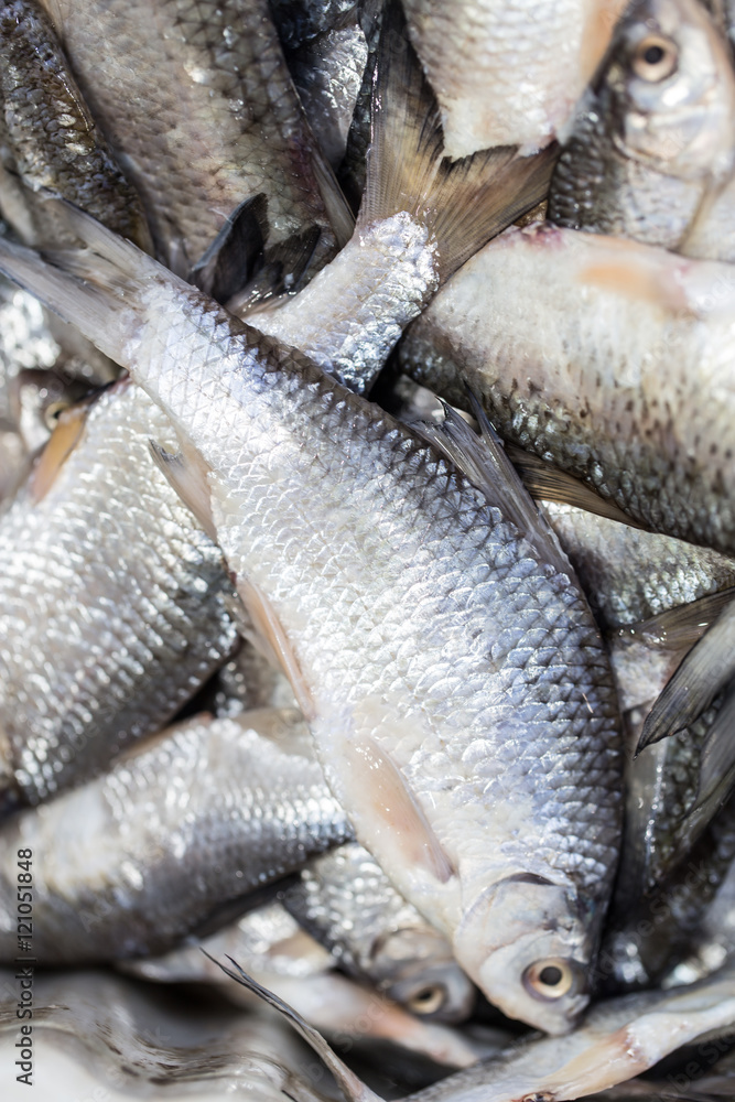 salted fish in brine as background salted fish in brine as background