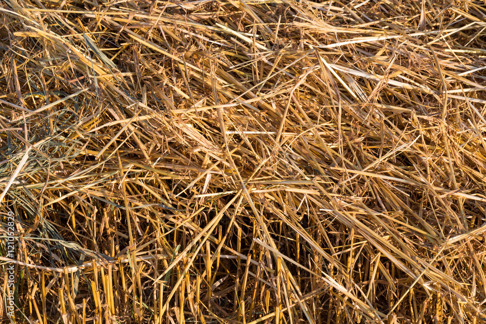 Farmland fields