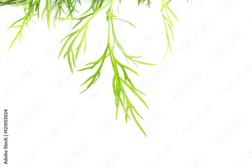 Naklejka premium Fresh organic dill