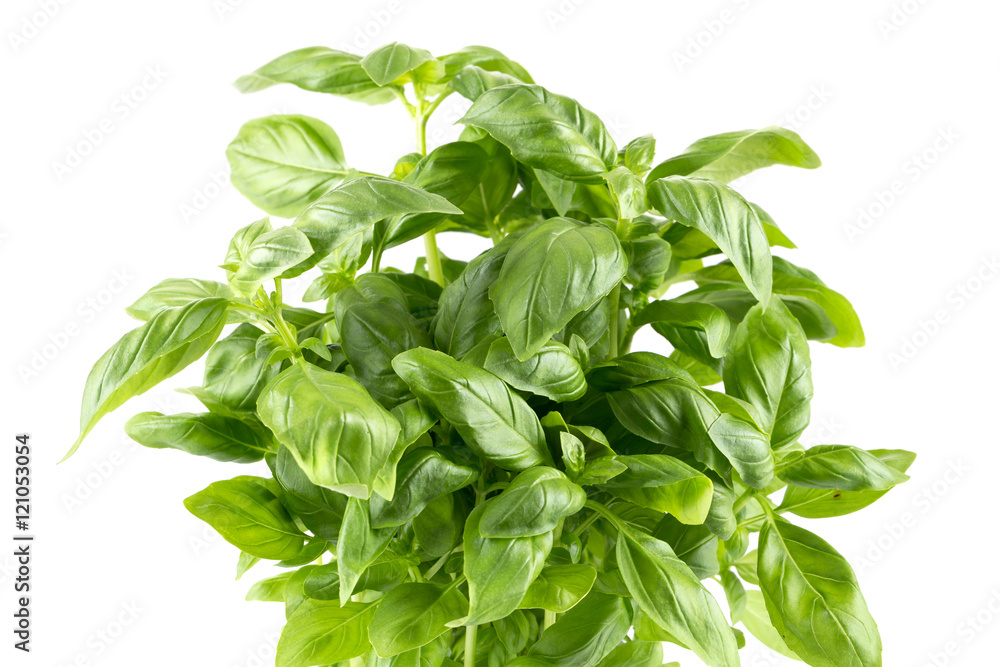 Fresh green leaf basil Fresh green leaf basil