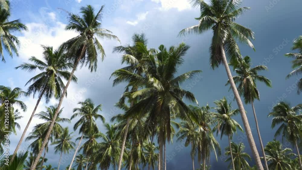 Palm trees against stormy sky, Samui island, Thailand Palm trees against stormy sky, Samui island, Thailand