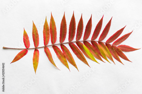 Twig with gradient autumn red leaves