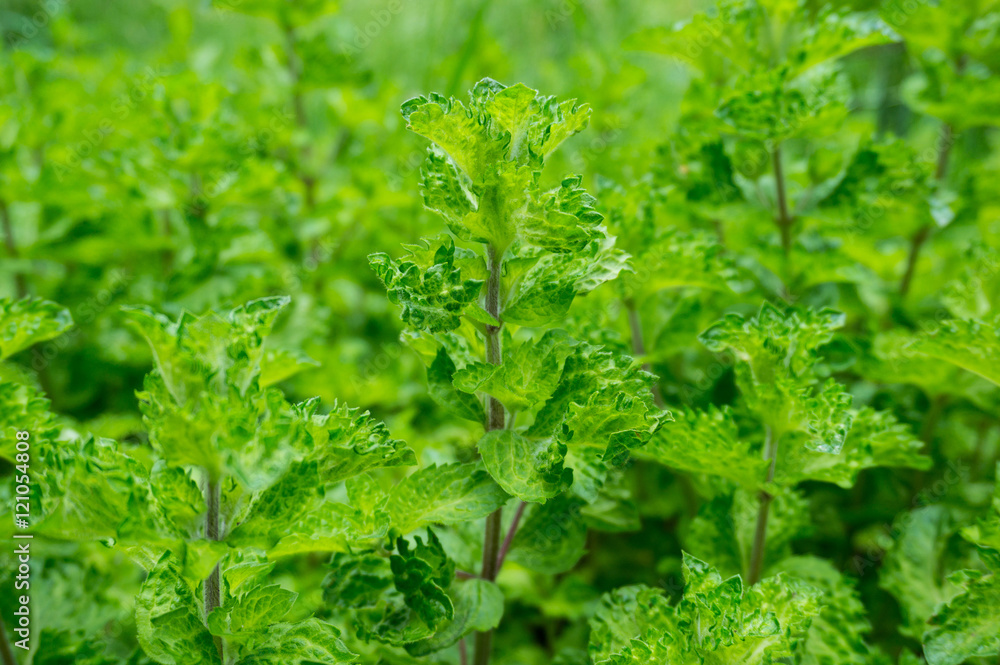 Fresh mint Fresh mint