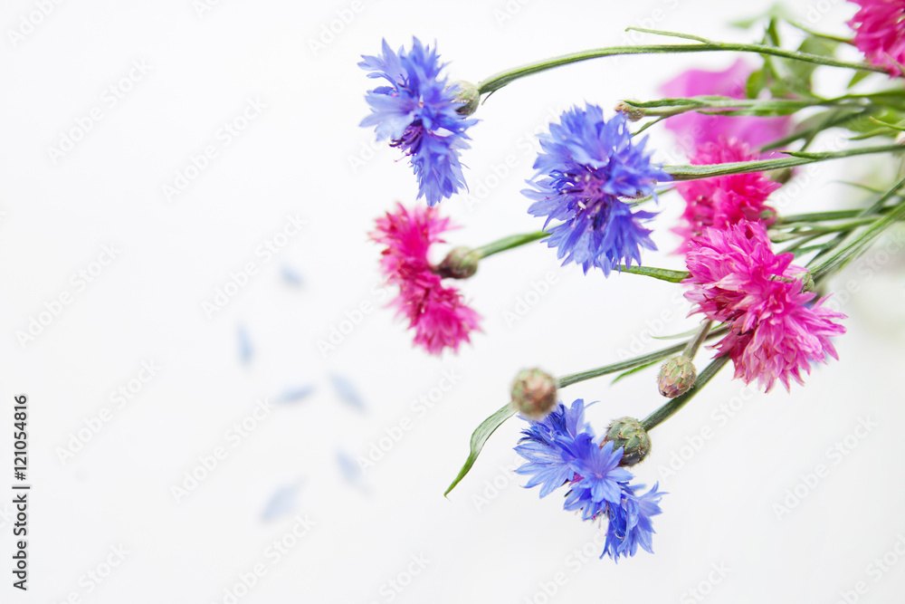 pink and blue cornflowers
