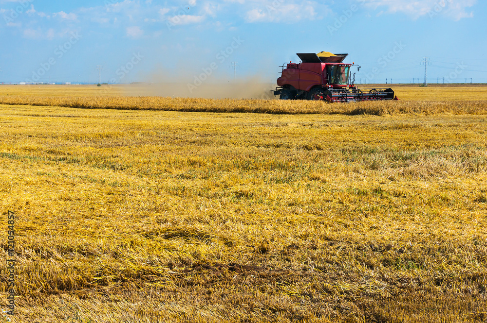 Fototapeta premium Harvesting wheat