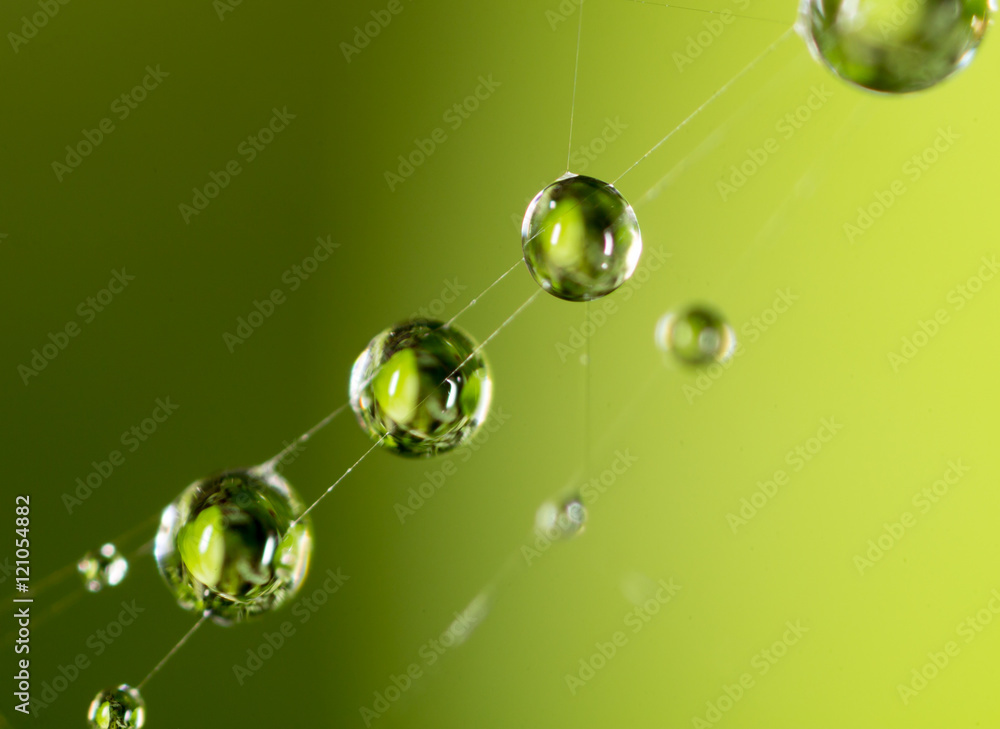 Obraz premium water droplets on a spider web in nature