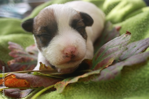 Jack Russell auf Herbstblättern photo