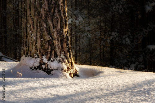 Snow in forest