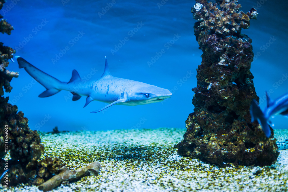 custom made wallpaper toronto digital Shark swimming