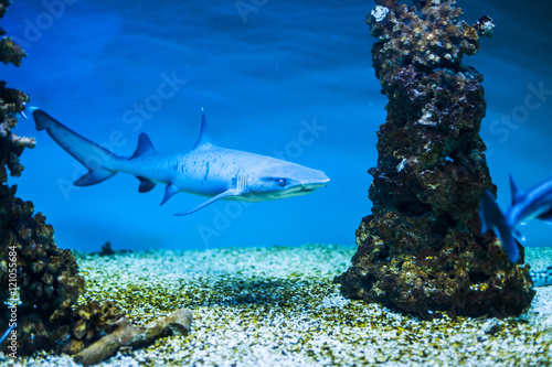 Wallpaper Mural  Shark swimming Torontodigital.ca