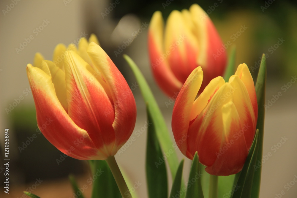 Fototapeta premium Tulips