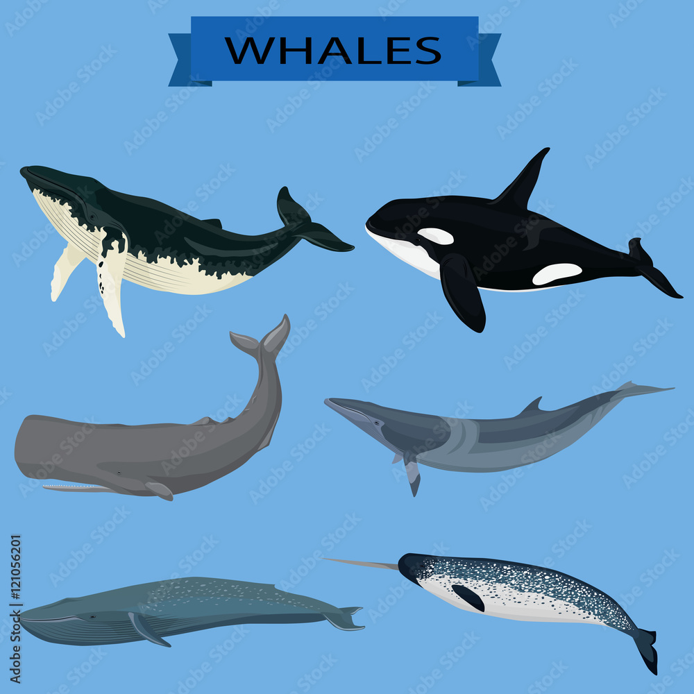 Naklejka premium Whales image vector collection for postcards, posters, logos, labels and other design and illustration needs.