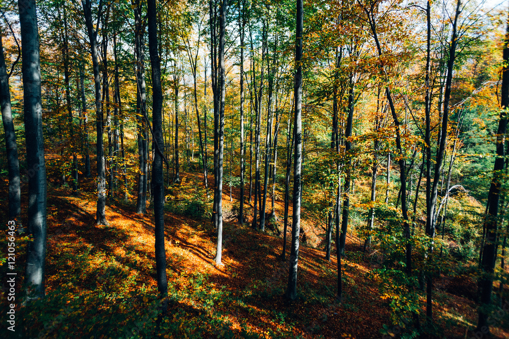 Obraz premium Autumn forest