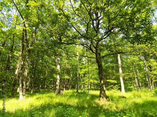 Many deciduous trees in deciduous forest in wild nature