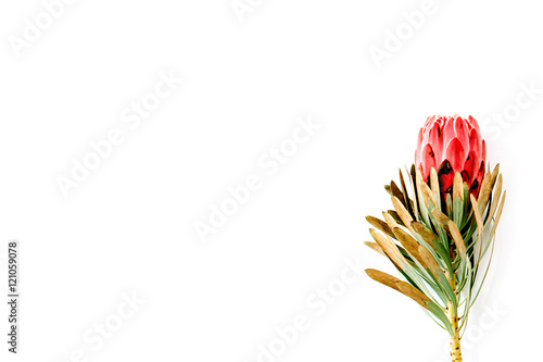 beautiful proteus flower isolated on white background. flat lay, top view photo