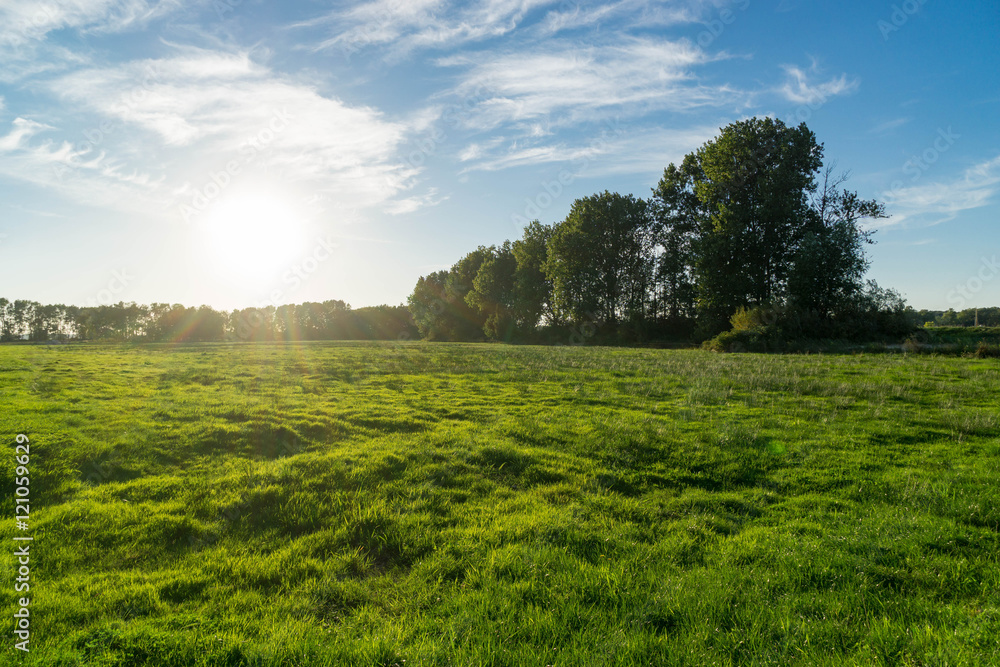 Fototapeta premium Grüne Wiese im Gegenlicht