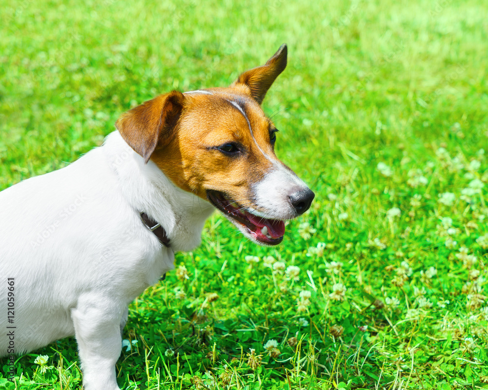 Dog breed Jack Russell Terrier playing in the bright grass close-up
Dog breed Jack Russell Terrier playing in the bright grass close-up
