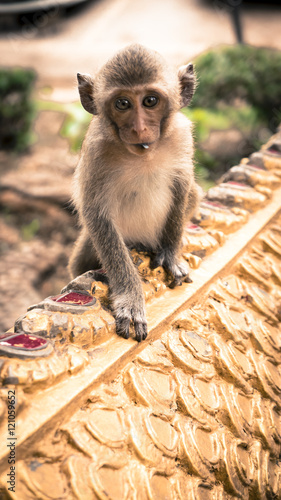 Cute baby monkey live in a natural forest park of thailand © iphotothailand