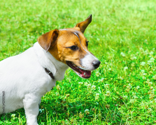 Dog breed Jack Russell Terrier playing in the bright grass close-up 
